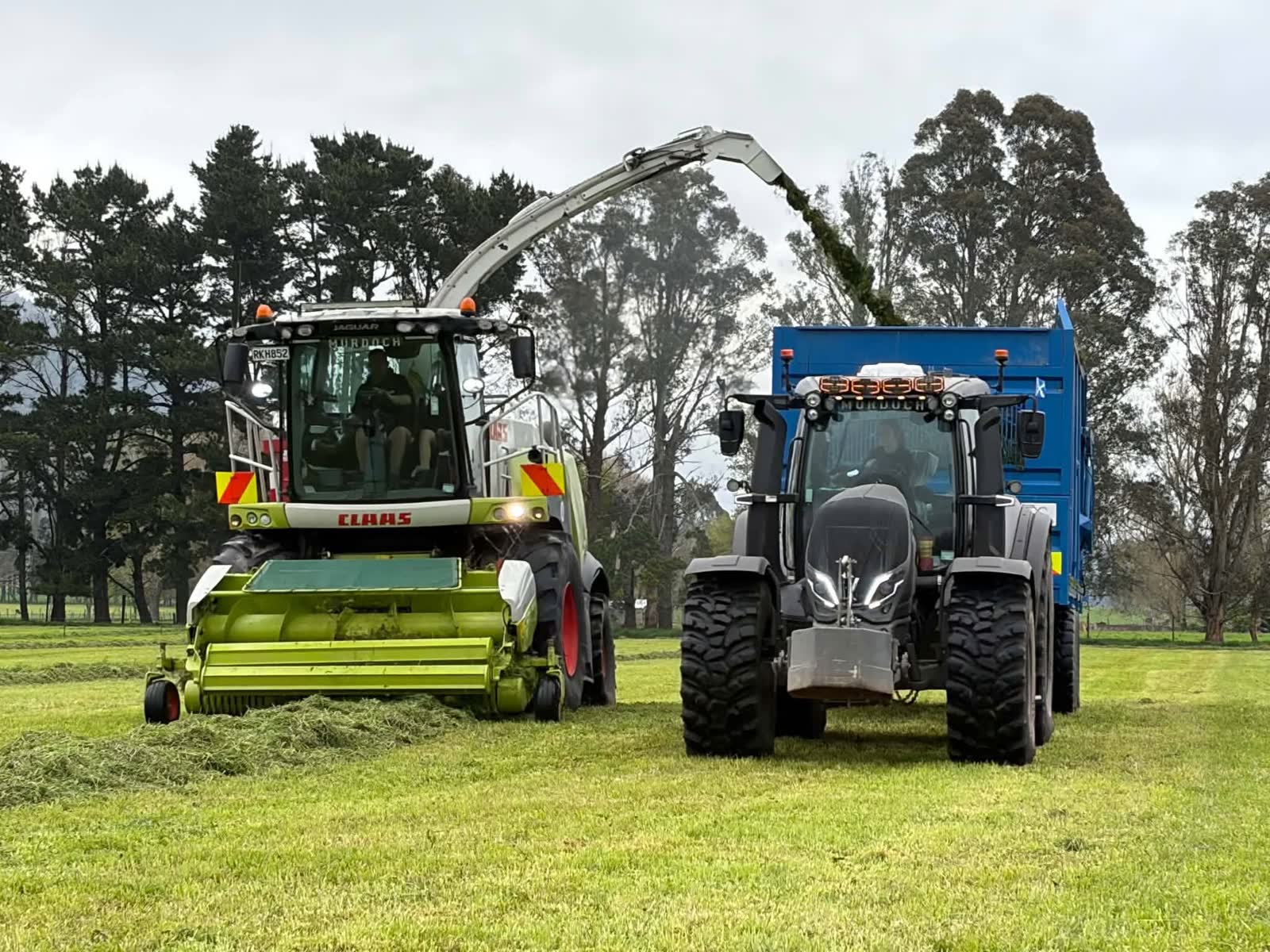 CLAAS forage harvester blowing cut grass into a blue trailer, with a tractor in front, in a paddock.